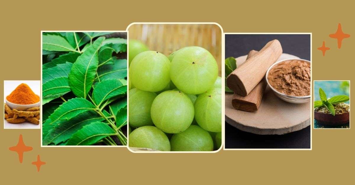 Key Ingredients in Ayurvedic Products